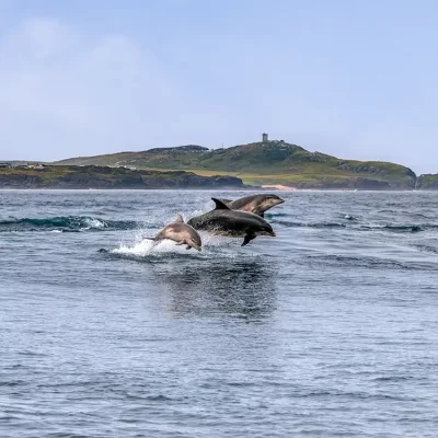 Dolphin Family, Banbas Crown, Malin Head, Co Donegal master
