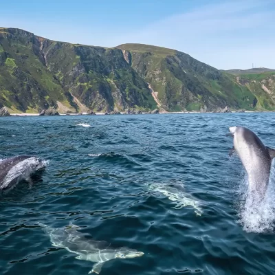 Dolphin Pod, Malin Head, Co Donegal master