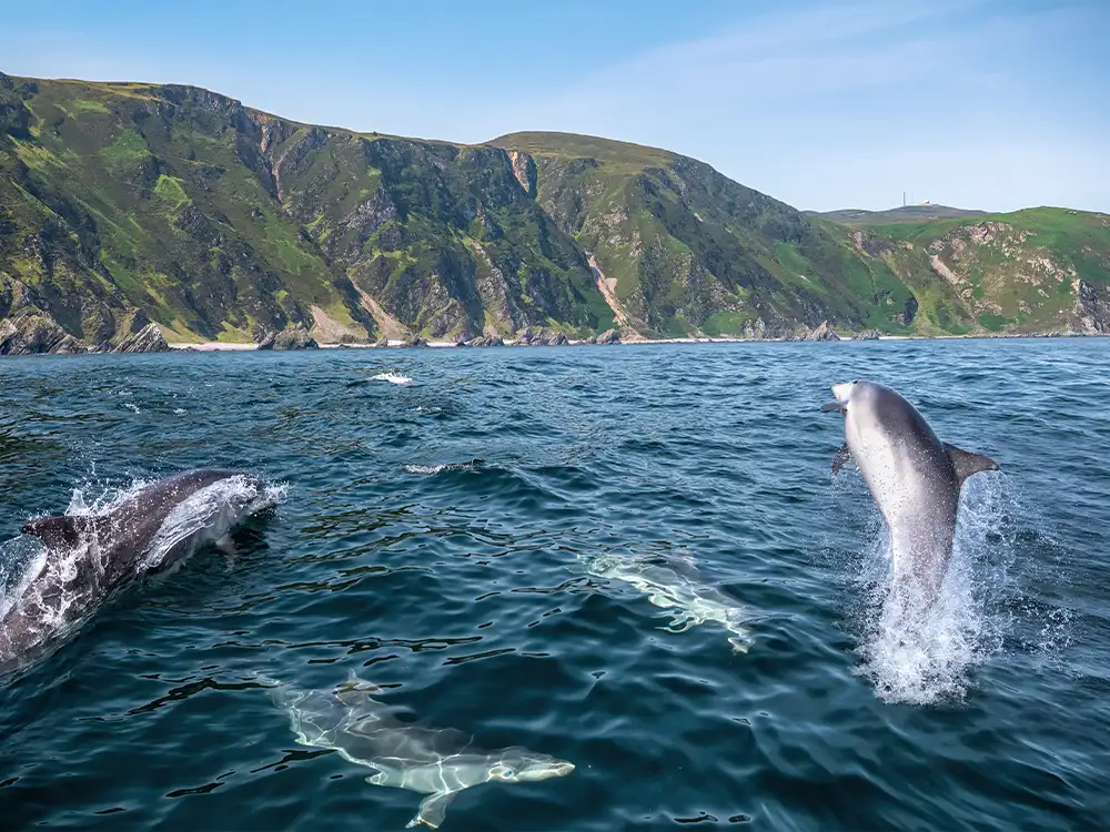 Dolphin Pod, Malin Head, Co Donegal master