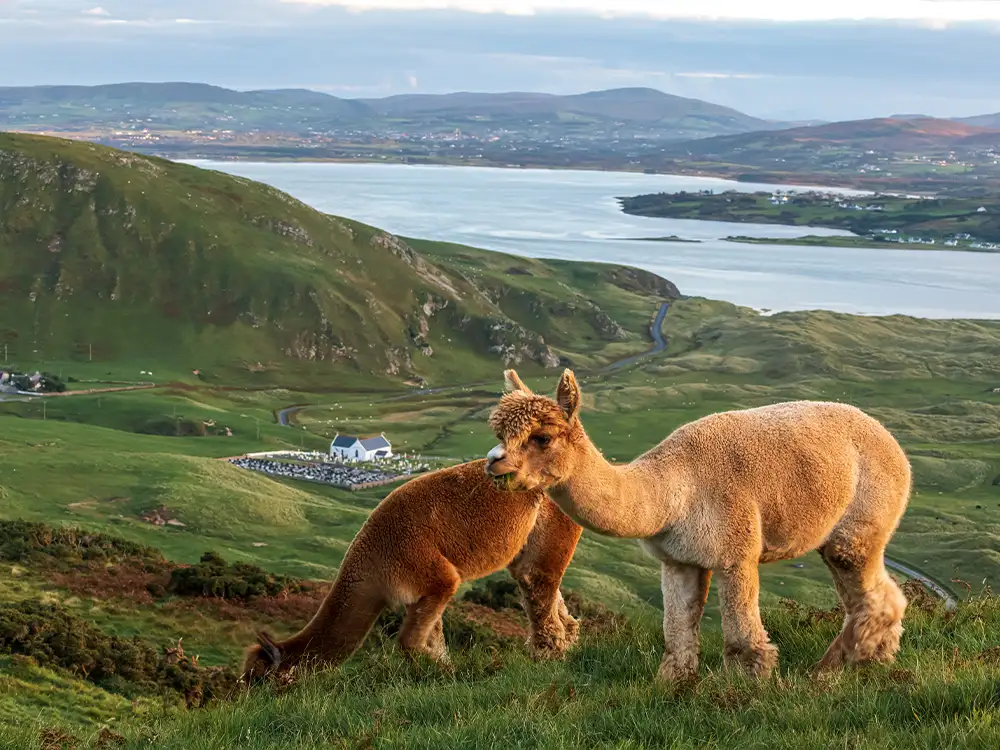 Wild Alpaca Way Malin Head Co Donegal master