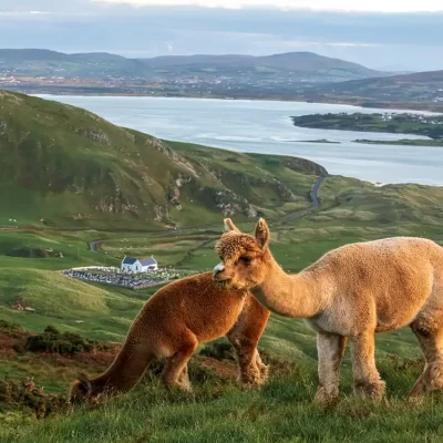 Wild Alpaca Way, Malin Head, Co Donegal_master-2